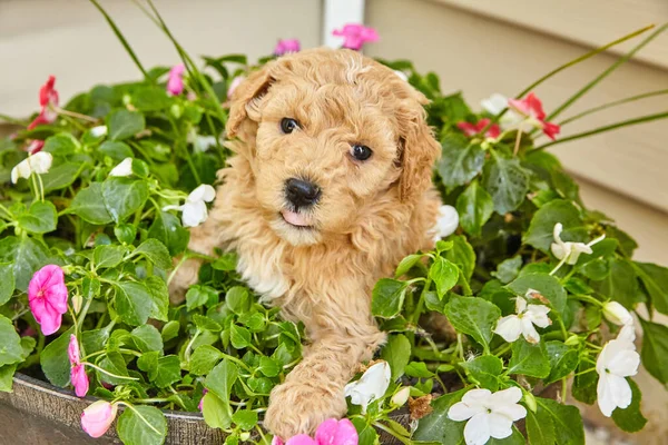 春の花のプランターで休んでライトブラウンゴールドンドール子犬 — ストック写真