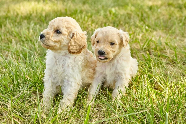 Bir çift otların arasında sevimli altın renkli köpek yavrusu. — Stok fotoğraf