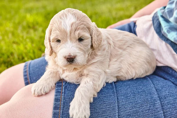 Close up of Goldendoodle puppy of light colors laying on womans legs — Stock Photo, Image