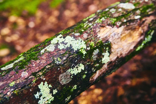 Detalhe do ramo de madeira coberto de musgo e líquen — Fotografia de Stock