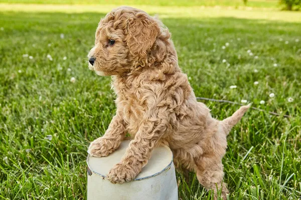 Goldendoodle cachorro pisando maceta en la hierba — Foto de Stock