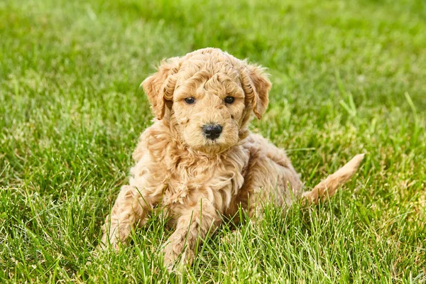 Goldendoodle puppy cute in green lawn — Stok Foto