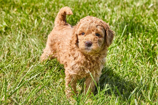 Goldendoodle köpek yavrusu sana çimenlerde bakıyor.