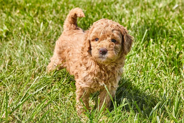 Goldendoodle puppy looking up at you in grass — Stock Photo, Image