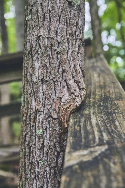 Wood railing in park with tree growing around it