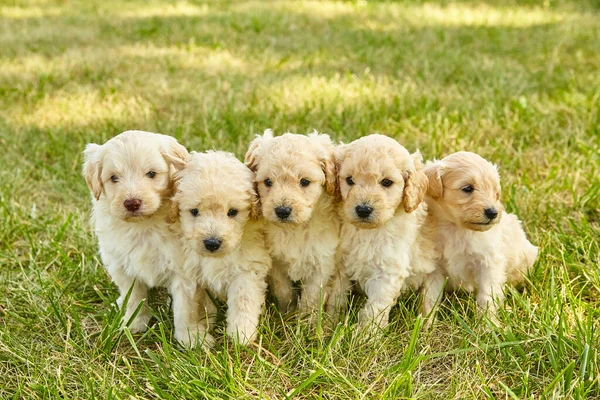 Наполнитель очаровательных белых щенков Goldendoodle в траве — стоковое фото
