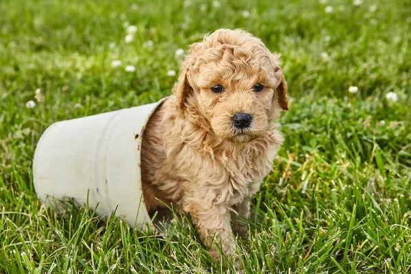 Uroczy szczeniak Goldendoodle siedzi w małym garnku — Zdjęcie stockowe