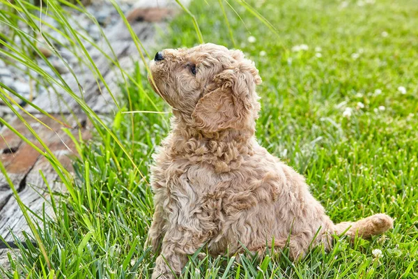 Adorable cachorro Goldendoodle sentado en la hierba mirando a las plantas — Foto de Stock