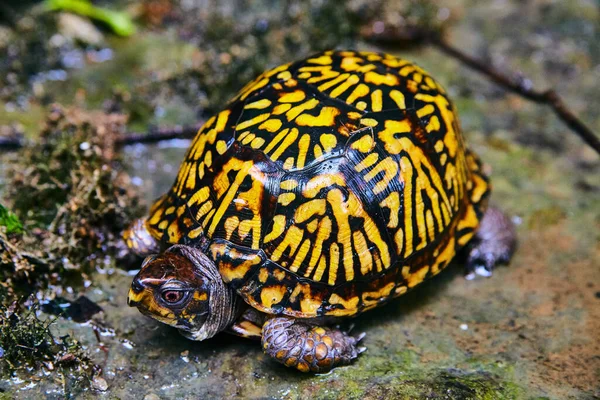Черепаха с разноцветной оранжевой и черной скорлупой покоится на мокрой земле — стоковое фото