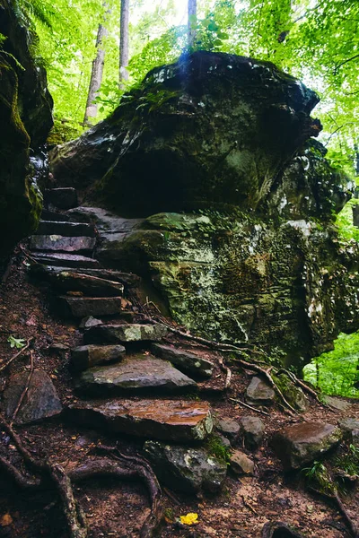 Kiviportaat, jotka johtavat jäkälien peittämän metsän kivien läpi — kuvapankkivalokuva
