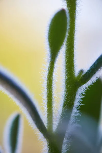 Fondo amarillo y blanco para un primer plano de una planta suculenta de cactus y sus agujas suaves —  Fotos de Stock