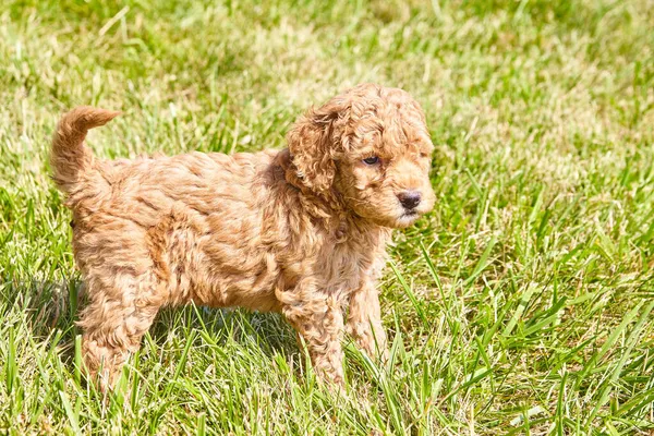 Cachorrinho Goldendoodle na grama com cabelo encaracolado marrom claro — Fotografia de Stock