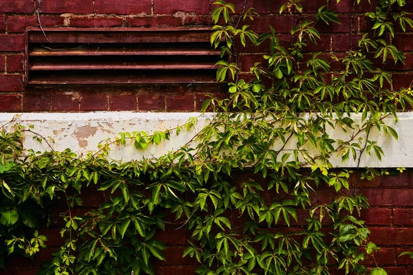 Червона цегляна стіна з білим дільником і покрита зеленим плющем — стокове фото
