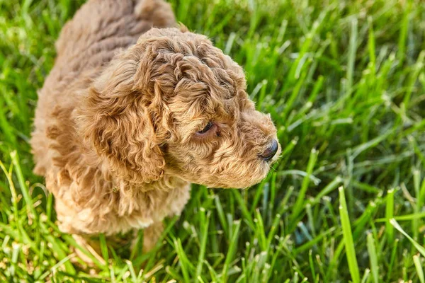 Bedårande Goldendoodle valp från ovan på nära håll i gräs med lockigt hår — Stockfoto