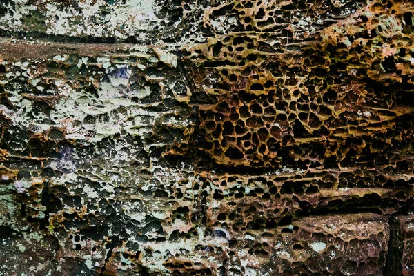 Textura de rocas de liquen con pequeños agujeros —  Fotos de Stock