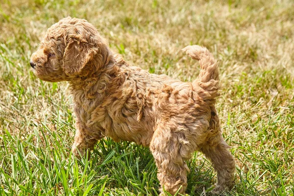 Goldendoodle filhote de cachorro olhando para longe no gramado — Fotografia de Stock