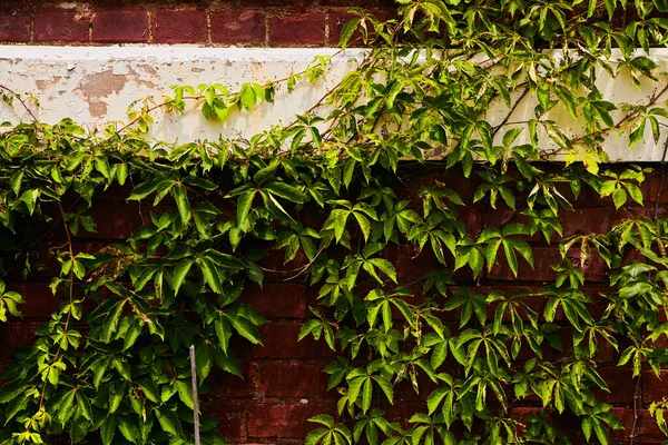 Vihreä muratti kasvaa punainen tiili seinään rivi kuorinta valkoinen maali — kuvapankkivalokuva