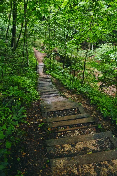 Scenic polku läpi metsän Boardwalk johtaa alas portaita — kuvapankkivalokuva