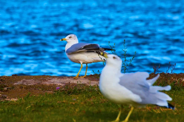 Duas gaivotas com uma a abanar as penas e a outra a julgar tudo à frente de um corpo de água muito azul. — Fotografia de Stock