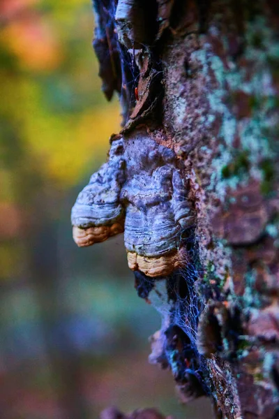 Fungo prateleira de perto na casca da árvore — Fotografia de Stock