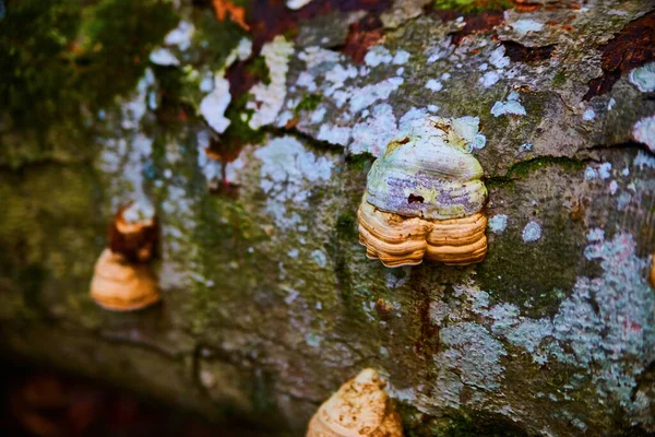 Macro close-up de cogumelos musgo e mofo crescendo em um log em decomposição — Fotografia de Stock