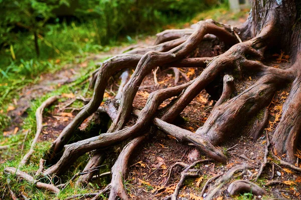 Enchevêtrement de racines d'arbres sur un sol forestier — Photo