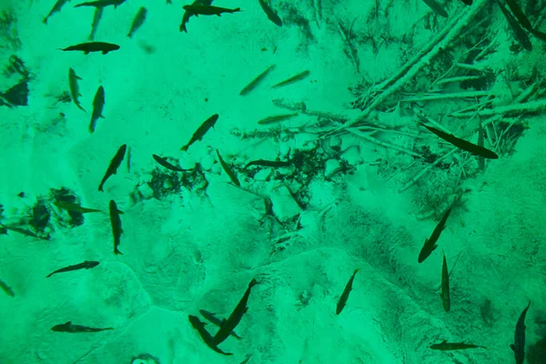 Agua de teca con peces nadando alrededor y árboles muertos en el fondo del estanque transparente — Foto de Stock