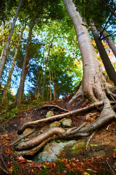 Grand arbre écorcé blanc avec des racines exposées et une forêt verte à l'arrière-plan et des feuilles mortes à sa base — Photo