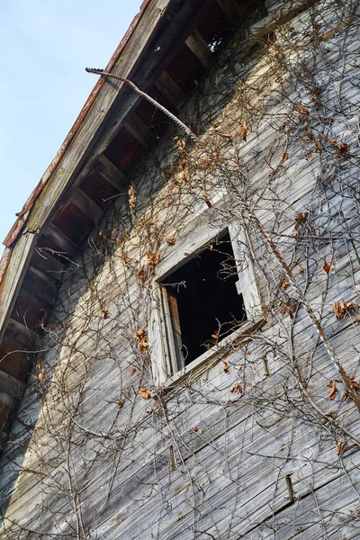 Granero viejo y abandonado en decadencia con hiedra muerta creciendo las tablas en el lado del edificio —  Fotos de Stock