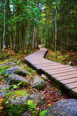 Çevresinde büyük kayalar olan ormanın içinde dolambaçlı ahşap bir yol.