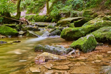 Yosun kaplı taşları ve sığ şelalesi olan Zen deresi olan bir orman.