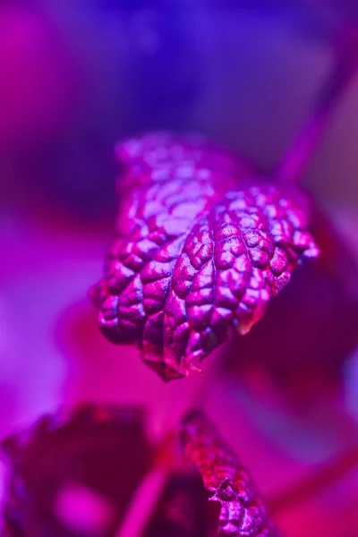 Liść mięty z niebiesko-fioletowym filtrem — Zdjęcie stockowe