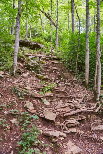 Sentier forestier avec racines d'arbres exposées et pierres comme sentier pédestre — Photo