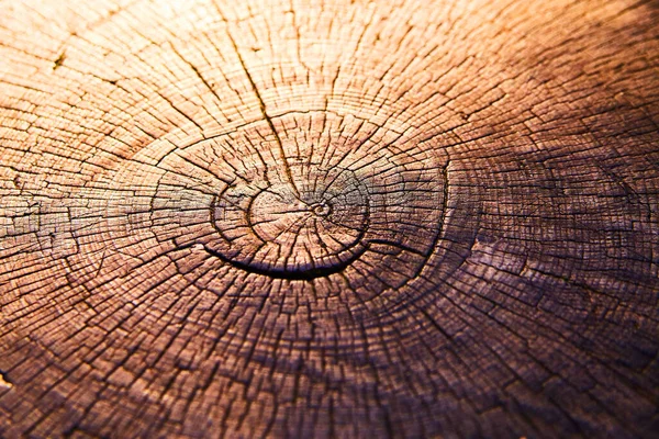 Souche d'arbre avec des anneaux d'âge et du bois fissuré — Photo