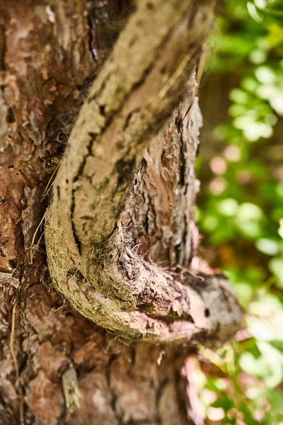 Árvore com casca em flocos e uma videira espessa crescendo-o — Fotografia de Stock