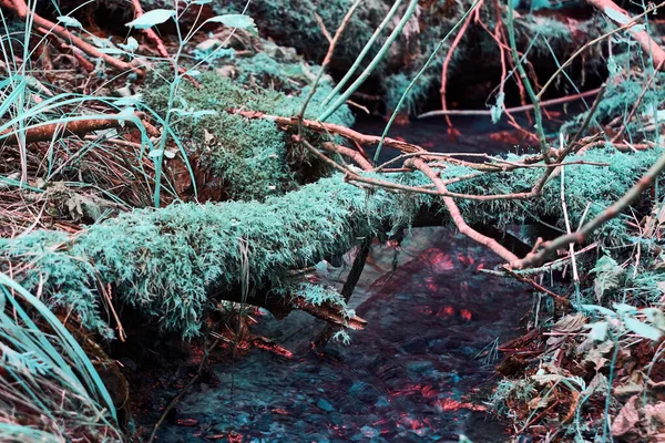 Infravermelho de pequeno riacho com flashes de fogo vermelho na superfície da água com musgo verde teal no chão e o log que cruza sobre ele — Fotografia de Stock
