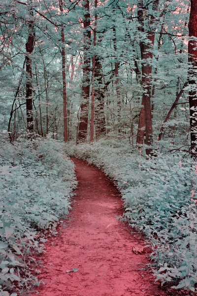 Image of A forest in infrared with a red trail and teal trees