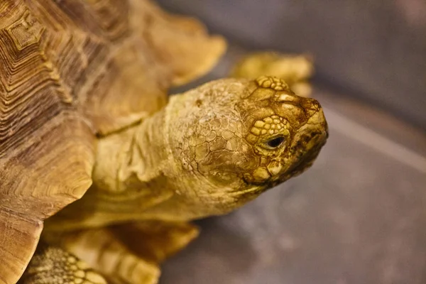Tartaruga amarela curiosa com casca marrom — Fotografia de Stock