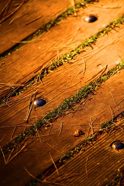 Tablones de madera con espárragos y hierba creciendo a través de las grietas y agujas de pino en la parte superior —  Fotos de Stock