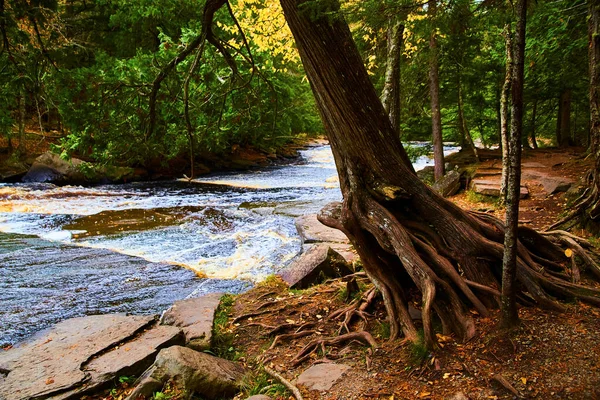 Strom s kořeny vystaven nakloní přes řeku s mírnými peřejemi a kamenné pěší stezky — Stock fotografie
