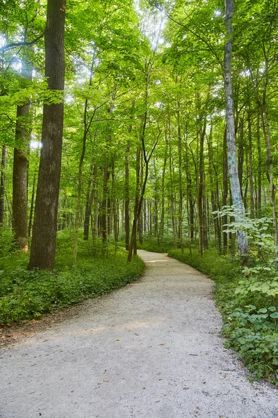 Caminho de floresta simples leva a uma área de floresta verde — Fotografia de Stock