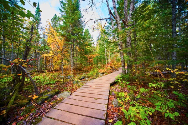 Pasarela de madera a través del bosque verde y amarillo con pequeños arbustos cerca — Foto de Stock