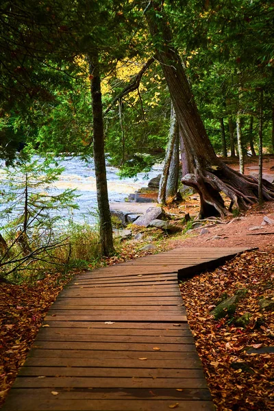Старые деревянные доски в лесу, усыпанные опавшими листьями и высоким деревом с корнями над землей и наклоняющимся над рекой — стоковое фото