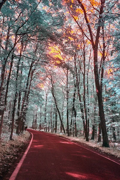 Infravermelho de estrada de asfalto de floresta verde e branca vermelha e teal de árvores com céu de fogo cor-de-laranja — Fotografia de Stock