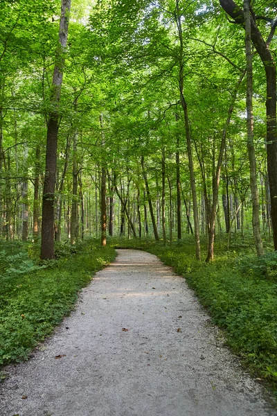 Caminho quase reto leva a uma floresta verde — Fotografia de Stock