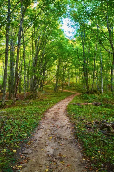 Caminho de terra através da floresta jovem de árvores verdes — Fotografia de Stock