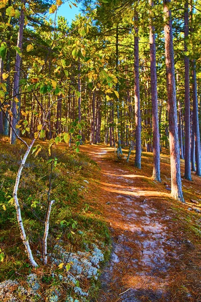 Agujas de pino sobre sendero arenoso con abedul blanco y pinos — Foto de Stock