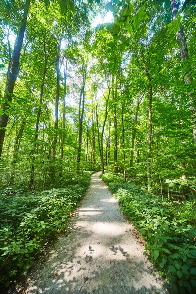 Caminho suavemente sinuoso em uma floresta verde — Fotografia de Stock