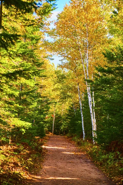 Abeto amarillo o álamo bordean un lado de un sendero mientras que los pinos componen el resto del bosque — Foto de Stock