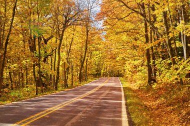 İçinden boş at geçen sarı orman.